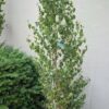 Dakota Pinnacle Birch Tree