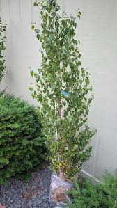 Dakota Pinnacle Birch Tree