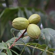 Pawnee Pecan Tree