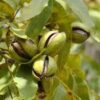 Pawnee Pecan Tree