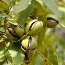 Pawnee Pecan Tree