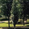 Dakota Pinnacle Birch Tree