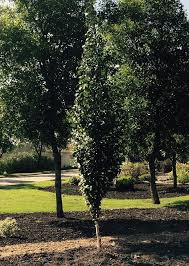 Dakota Pinnacle Birch Tree