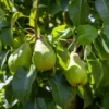 Comice Pear Tree