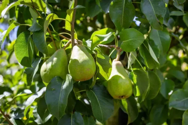 Comice Pear Tree