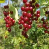Canada Red Chokecherry Tree