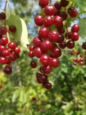 Canada Red Chokecherry Tree