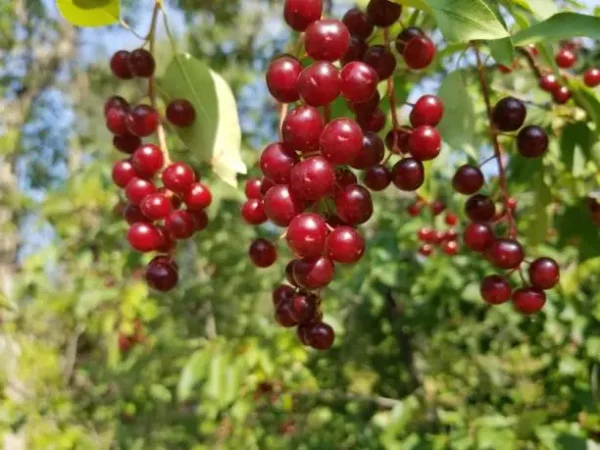 Canada Red Chokecherry Tree