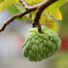 Sugar Apple Tree