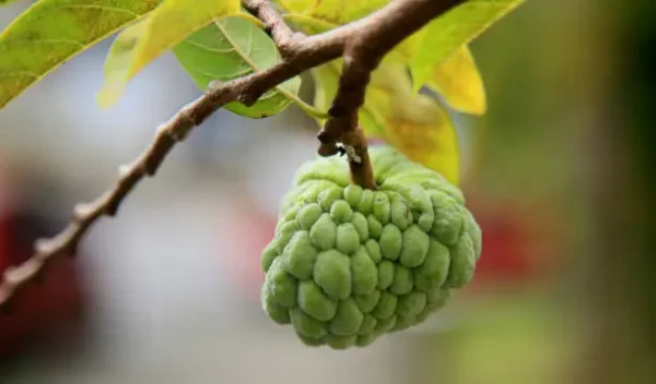 Sugar Apple Tree