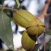 Pawnee Pecan Tree