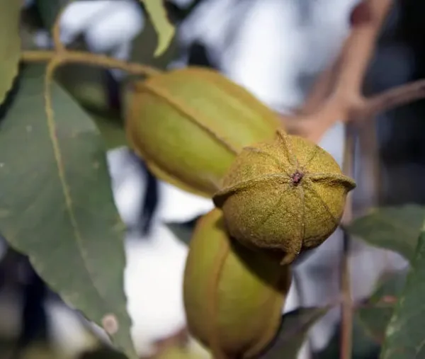 Pawnee Pecan Tree