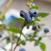 istockphoto-153964244-612x612 Tifblue Rabbiteye Blueberry Bush