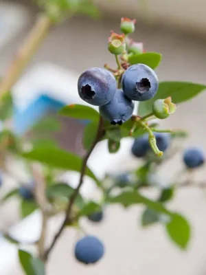 Tifblue Rabbiteye Blueberry Bush