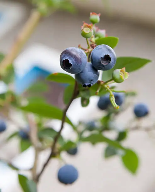istockphoto-153964244-612x612 Tifblue Rabbiteye Blueberry Bush