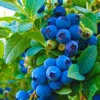 istockphoto-1635175636-612x612 Tifblue Rabbiteye Blueberry Bush