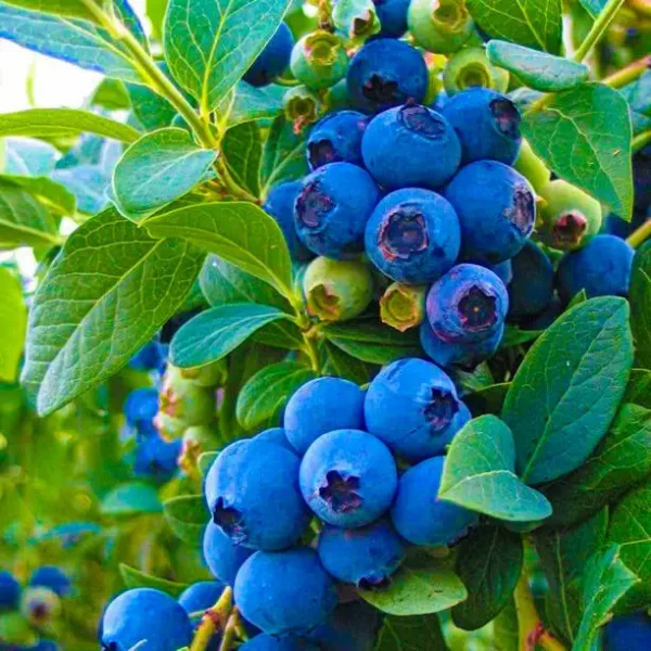 istockphoto-1635175636-612x612 Tifblue Rabbiteye Blueberry Bush