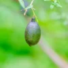 istockphoto-2168795265-612x612 Red Finger Lime (Australian Finger Lime, Caviar Lime)