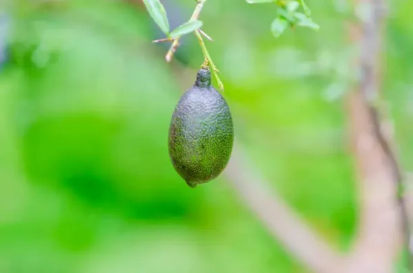 istockphoto-2168795265-612x612 Red Finger Lime (Australian Finger Lime, Caviar Lime)