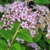 Little Princess Spiraea Shrub