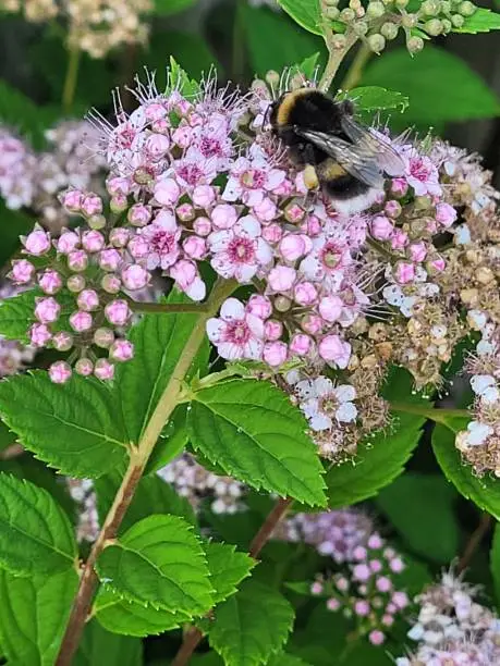 Little Princess Spiraea Shrub