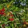 Canada Red Chokecherry Tree