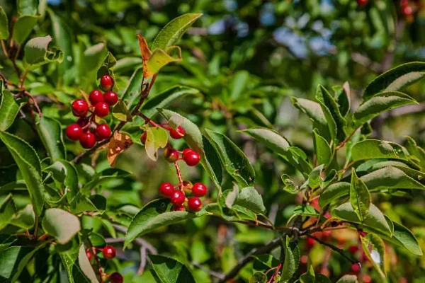 Canada Red Chokecherry Tree