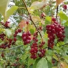 Canada Red Chokecherry Tree