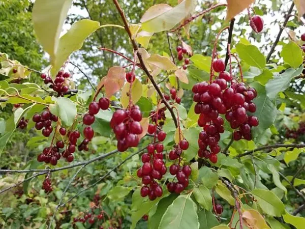 Canada Red Chokecherry Tree