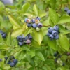 istockphoto-493536974-612x612 Tifblue Rabbiteye Blueberry Bush
