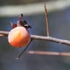 American Persimmon Tree