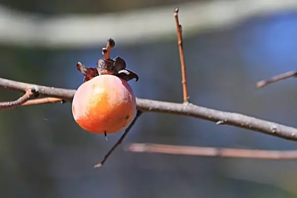 American Persimmon Tree