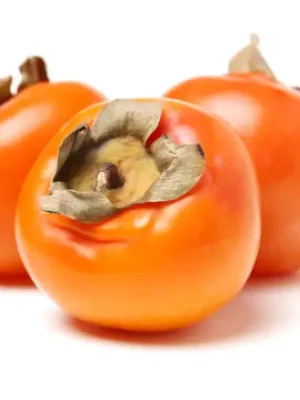 American Persimmon Tree