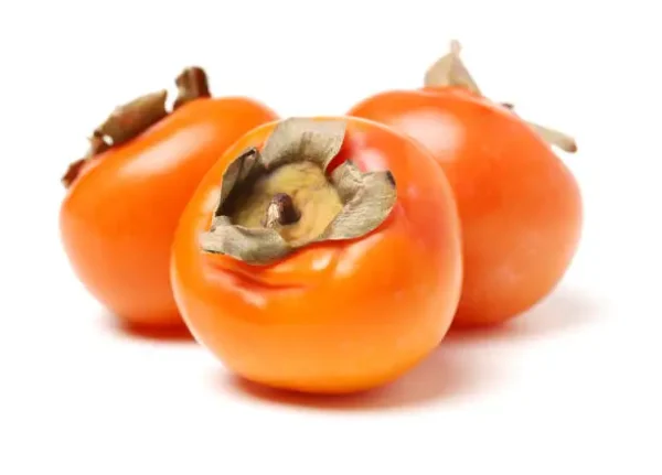 American Persimmon Tree