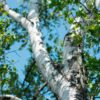 Dakota Pinnacle Birch Tree