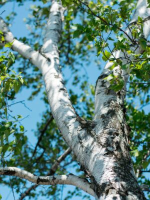 Dakota Pinnacle Birch Tree