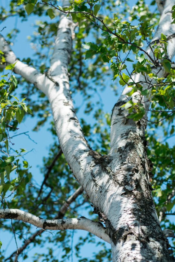 Dakota Pinnacle Birch Tree