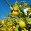 katy-5knu2dSOsYg-unsplash Meyer Lemon & Limequat Cocktail Bush