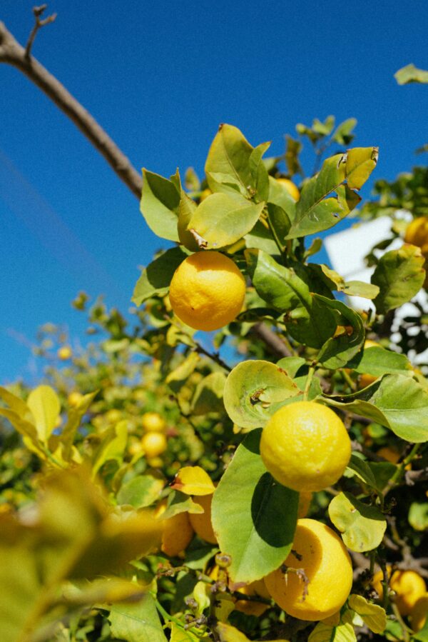 katy-5knu2dSOsYg-unsplash Meyer Lemon & Limequat Cocktail Bush
