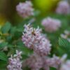 Little Princess Spiraea Shrub