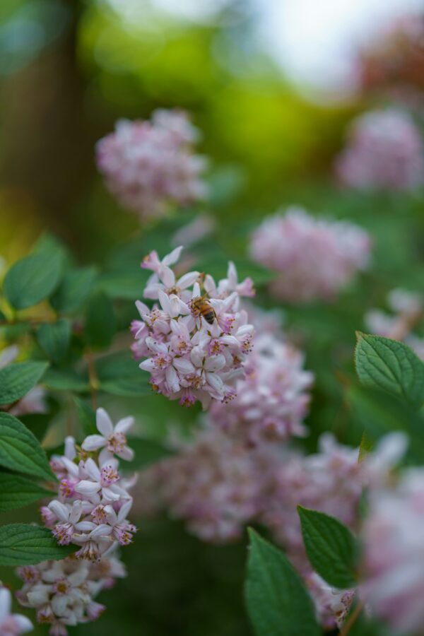 Little Princess Spiraea Shrub