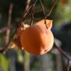 Giant Fuyu Persimmon Tree
