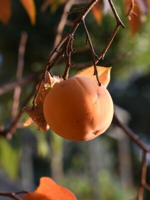 Giant Fuyu Persimmon Tree
