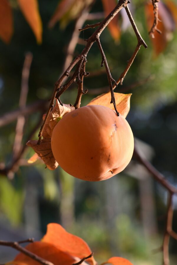Giant Fuyu Persimmon Tree