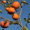 Giant Fuyu Persimmon Tree