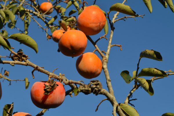 Giant Fuyu Persimmon Tree