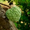 Sugar Apple Tree