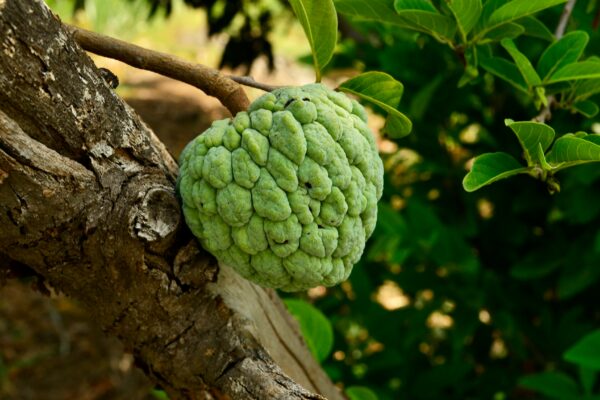 Sugar Apple Tree