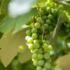 Niagara Grape Vine