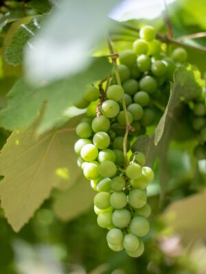 Niagara Grape Vine